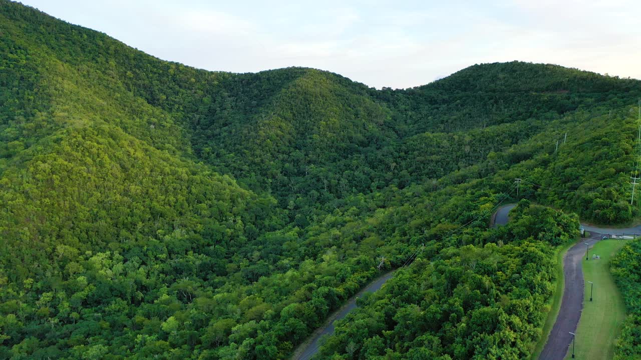 Cinematic overhead view of a narrow dirt road stretching through an endless forest, vibrant green leaves creating a natural tunnel over the winding path in serene, untouched nature