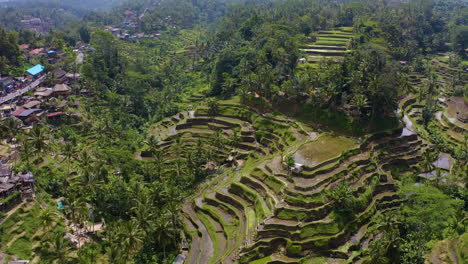 Terraza-De-Arroz-De-Tegalalang-Filmada-Con-Una-Perspectiva-De-Vista-Superior-De-Drones