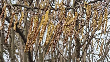 close up of a hazel catkins on a tree in spring