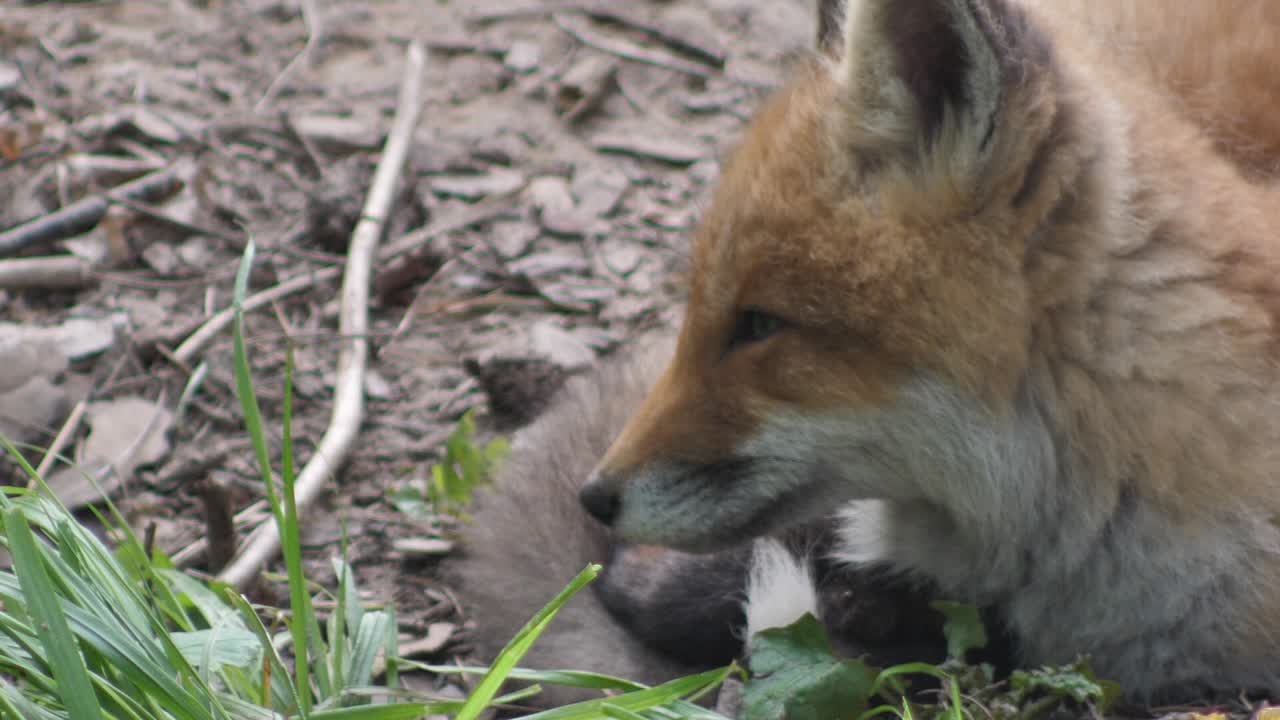 lindo cachorro de zorro rojo se para en la hierba y mira a la cámara