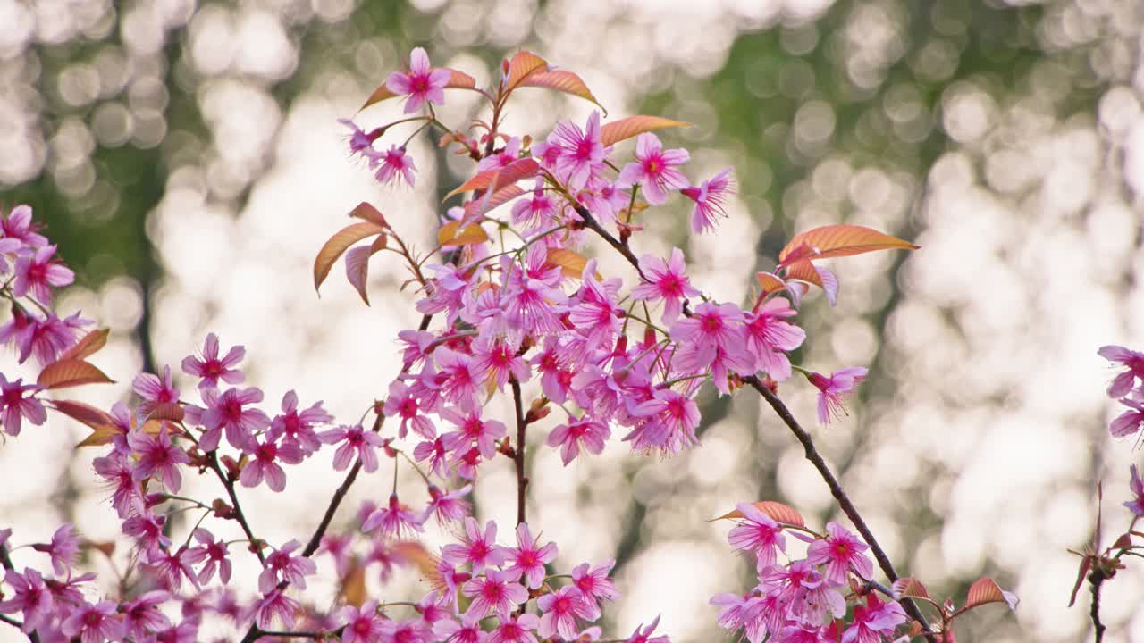 분홍색 체리 꽃