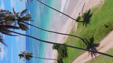 vertical drone shot rising in front of palm trees at a beach in the caribbean