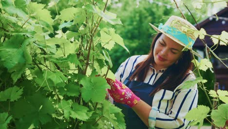 woman inspecting a grapevine in a garden