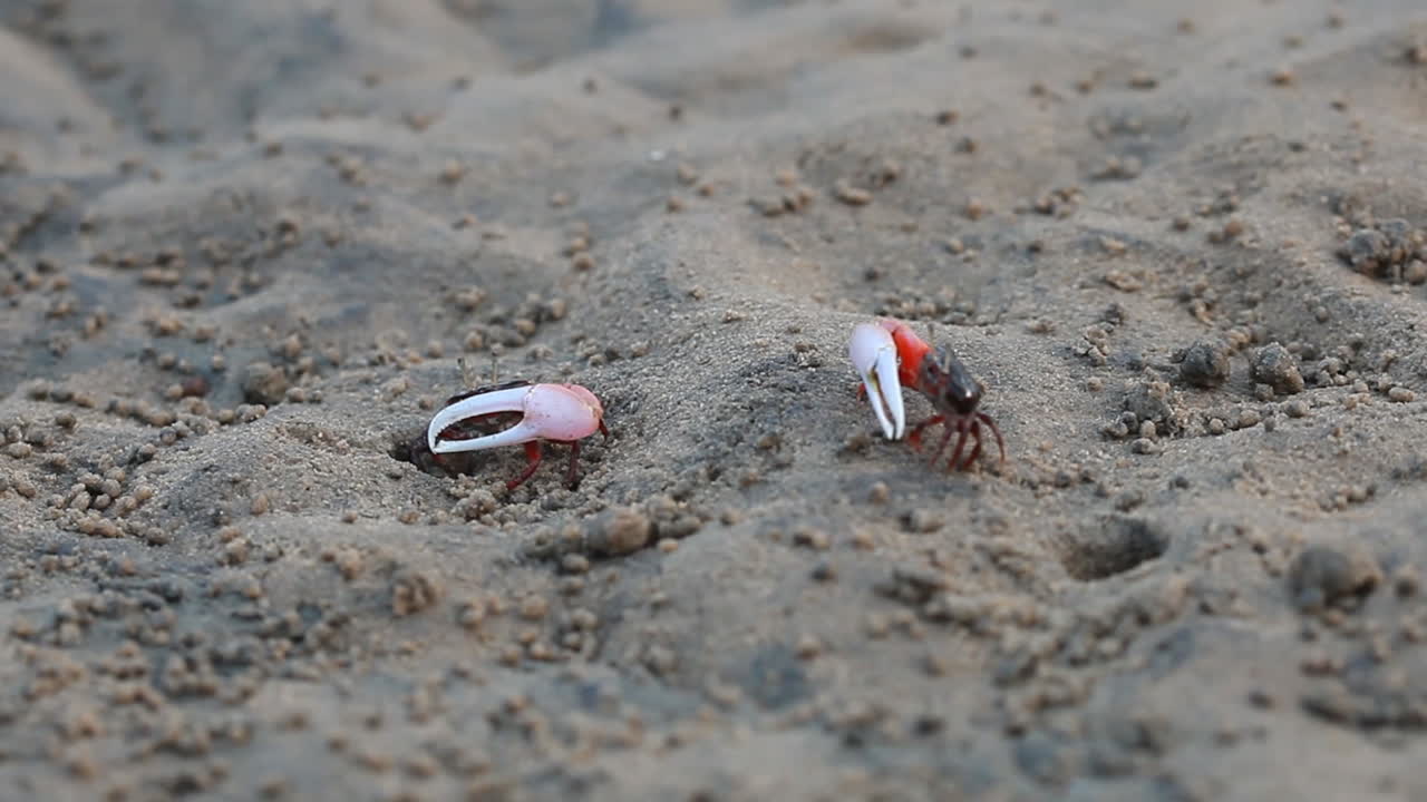 해변의 바다 게, 수생 게, 피들러 게, 붉은 게, 맹그로브 게, 외다리 게