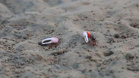 cangrejos de mar en una playa, cangrejos acuáticos, cangrejos violinistas, cangrejo rojo, cangrejo de manglar, cangrejo de una pata