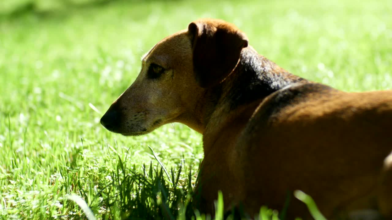 perro dachshund marrón acostado en la hierba verde de primavera fresca