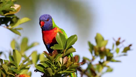 colorful lorikeet perched on leafy branch