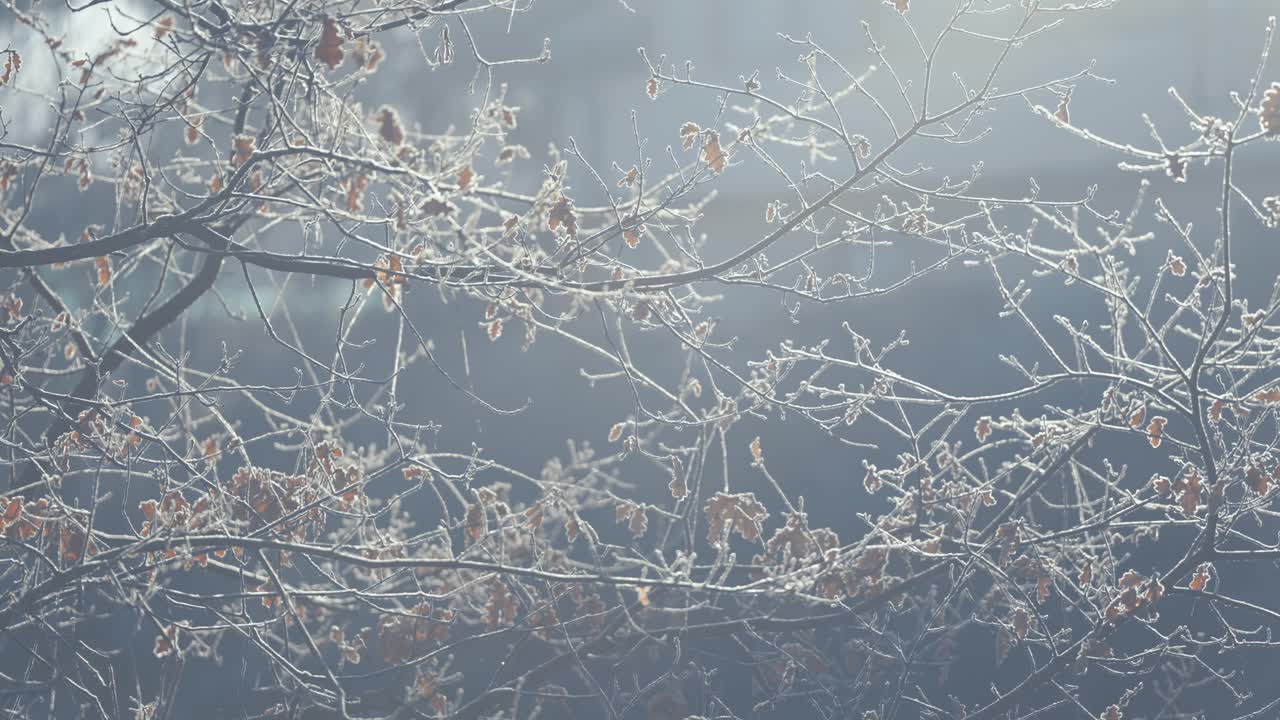 A thin layer of the hoarfrost on the dark slender branches adorned with withered leaves