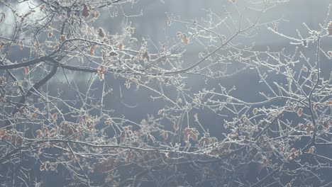 A-thin-layer-of-the-hoarfrost-on-the-dark-slender-branches-adorned-with-withered-leaves