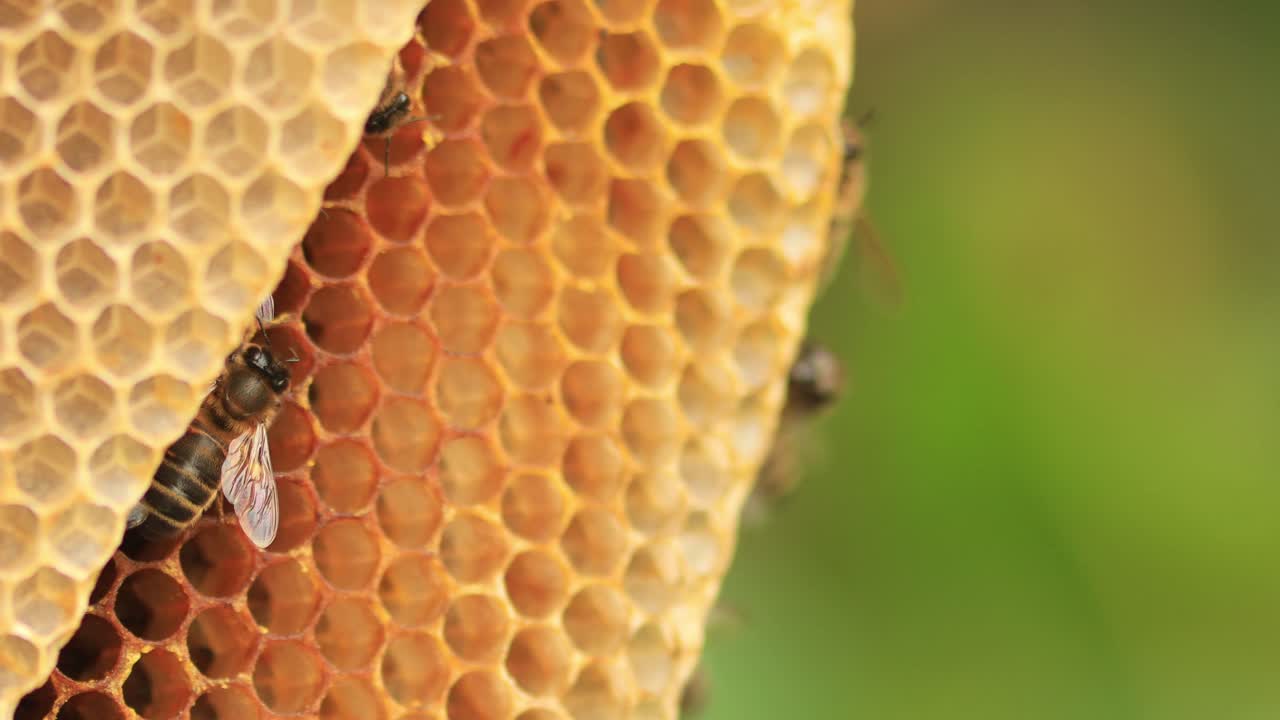 Honeycomb grid from up close with wild Apis Mellifera Carnica or European Honey Bees taking care and coming and going from the hive with a natural green out of focus background