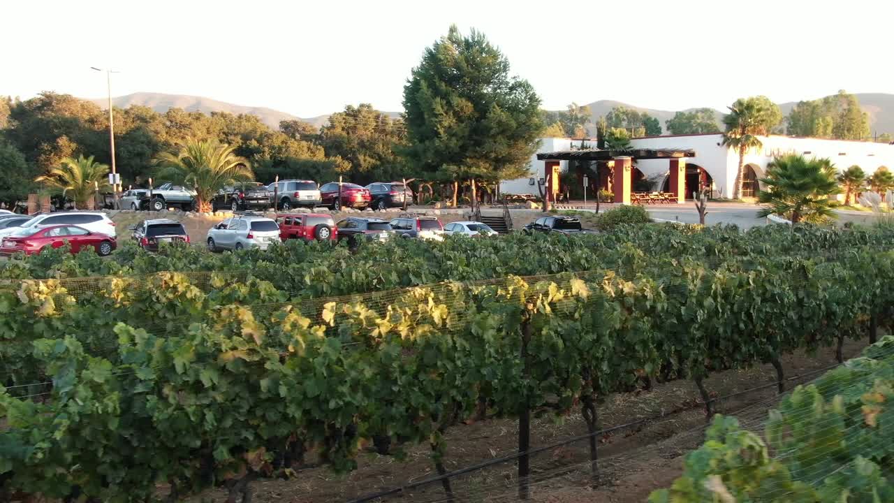 Lateral view of a vineyard near a parking lot