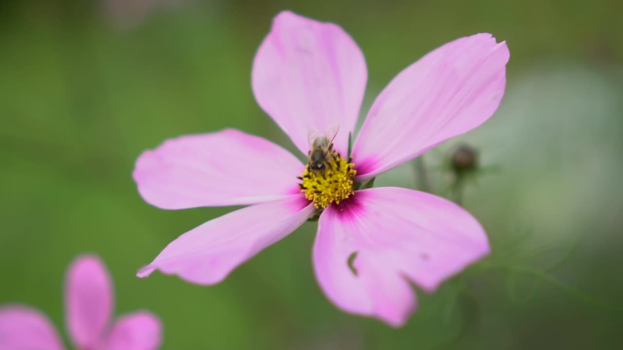 Bee pollinating pink flower then flying off, slow motion closeup focus