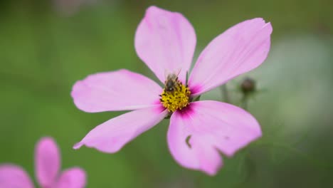 abeja polinizando la flor rosa y luego volando, enfoque de primer plano en cámara lenta