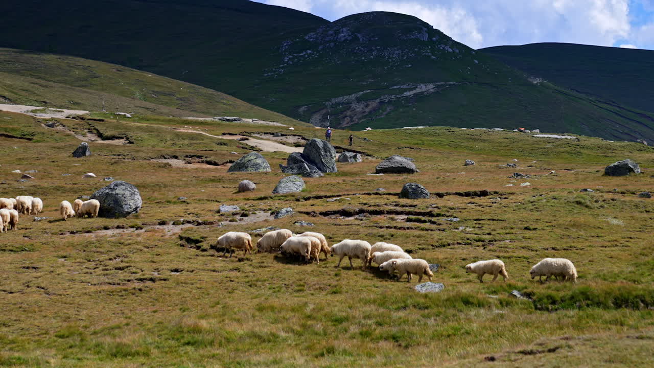 Sheep grazing in a mountain meadow. Flock of sheep grazes peacefully in a grassy meadow surrounded by rocky hills under a clear blue sky
