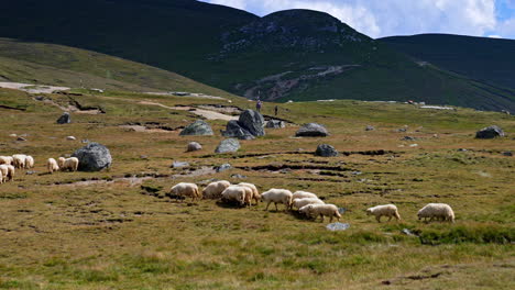 Sheep grazing in a mountain meadow. Flock of sheep grazes peacefully in a grassy meadow surrounded by rocky hills under a clear blue sky