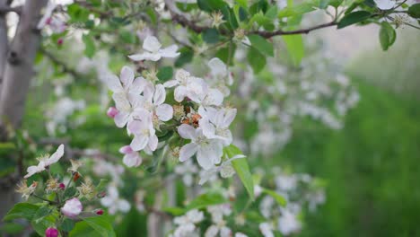 Apple-tree-with-its-blossoms-blowing-lightly-in-the-wind