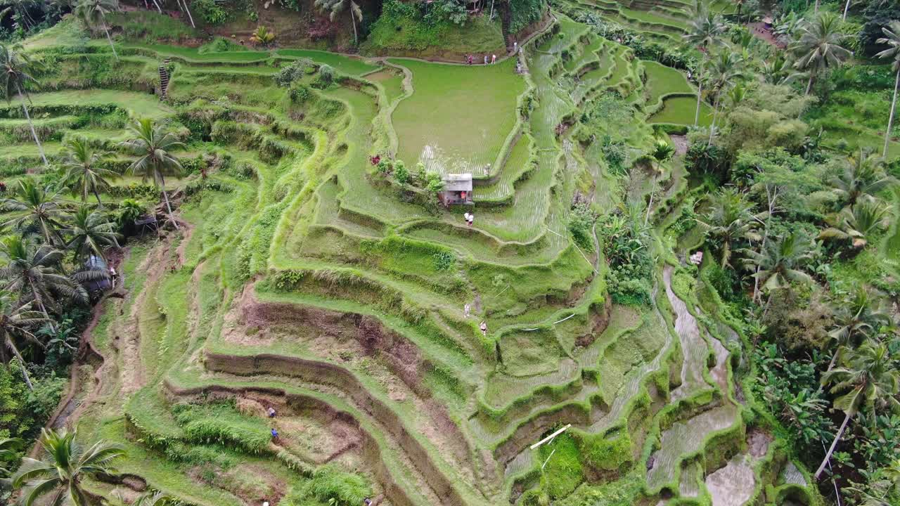 paisaje icónico de la terraza en la antena de la isla de bali de ubudu