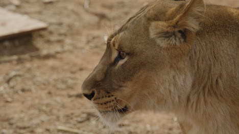 Afrikanische-Löwin-Seitenprofil-Leckt-Lippen