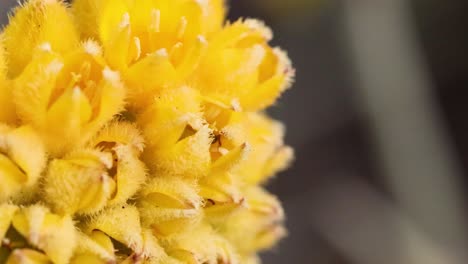 primer plano de una flor amarilla con insectos