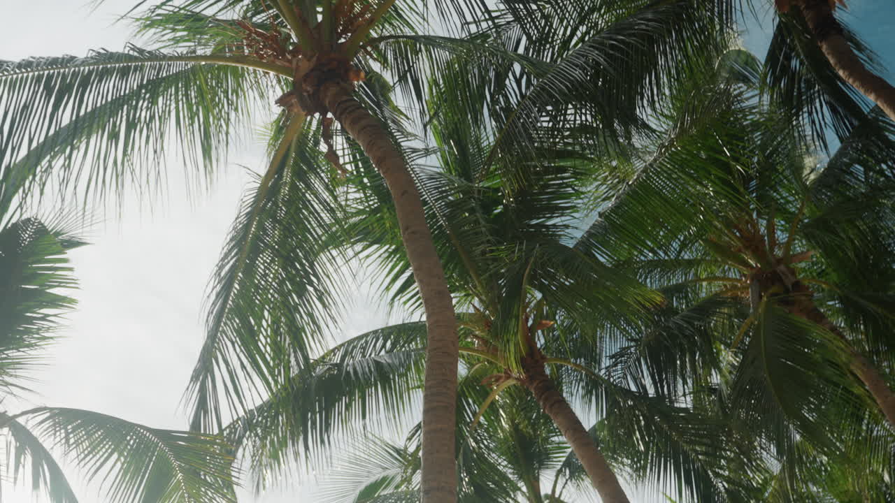 Baldacchino di palme contro un cielo luminoso, luce solare che filtra attraverso le fronde, una brezza leggera che fa ondeggiare alte palme da cocco, atmosfera da resort tropicale, fogliame verde vibrante, luce diurna calda e ombre morbide che creano.