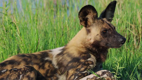 african wild dog lying in the bank of khwai river on a sunny day in botswana, south africa