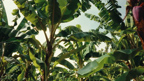 plantación de plátanos