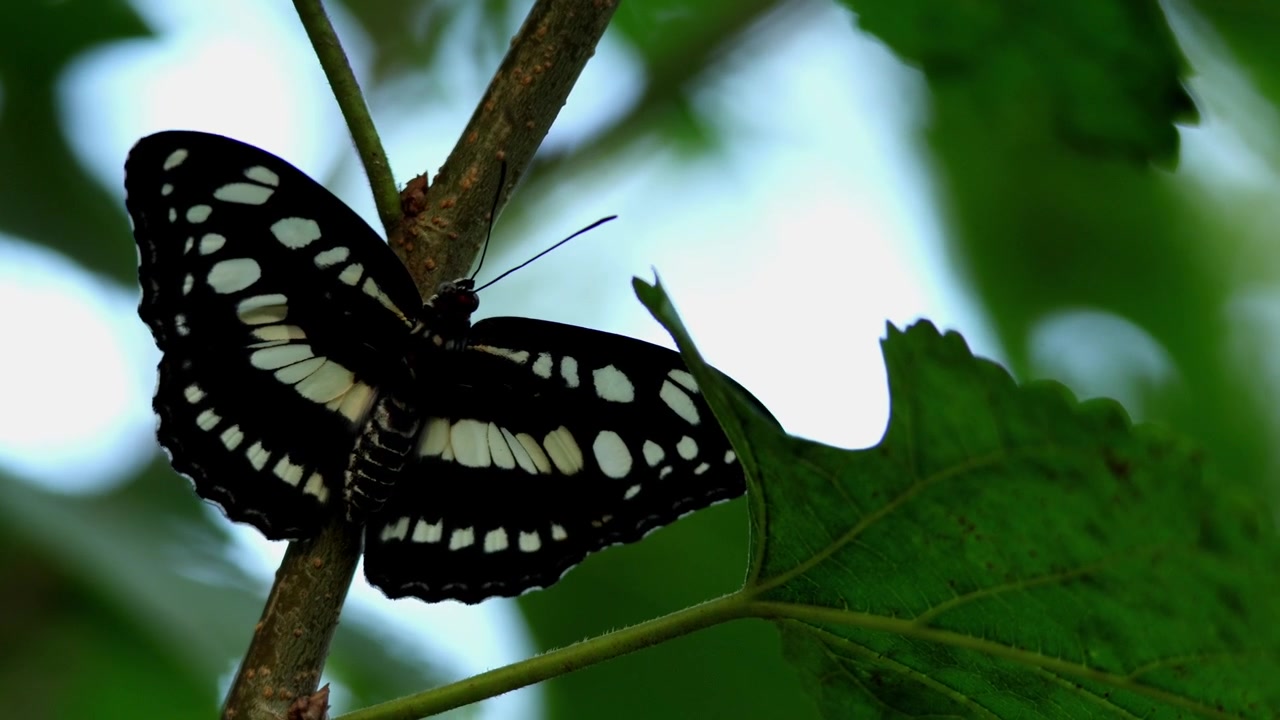 Closeup low angle footage of a common sergeant butterfly, Athyma perius, climbing along a leafy tree branch while gently flapping its wings during autumn in Himachal Pradesh, India.