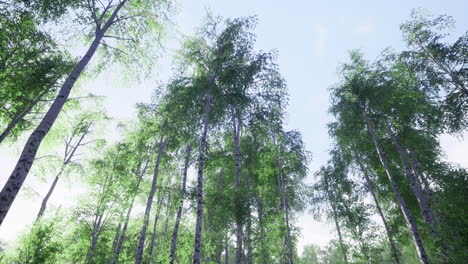 lush green forest canopy reaching toward a clear blue sky