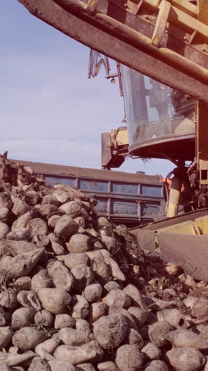 Ampio mucchio di barbabietole da zucchero raccolte accanto a macchinari agricoli