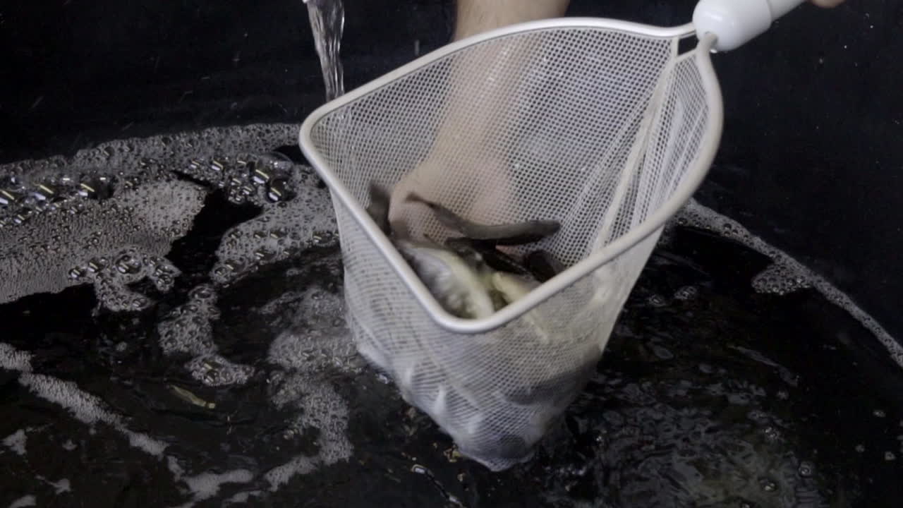 양식 수조에서 퍼낸 살아있는 미끼 물고기 떼, 실시간으로 가까이