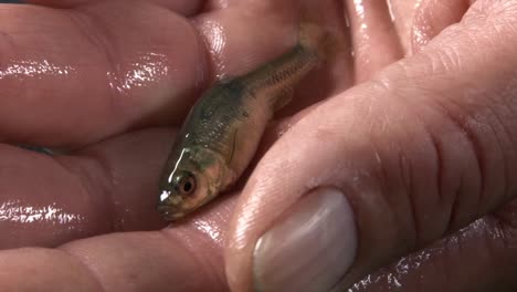 a single tiny minnow fish on a human hand