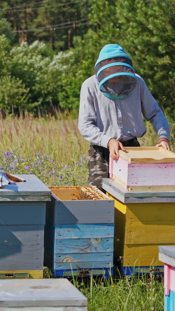 Apiculture process. Beekeeper in protective hat working with wooden boxes. Apiarist inspects bees in the beehive in the garden. Apiary in summer. Vertical video