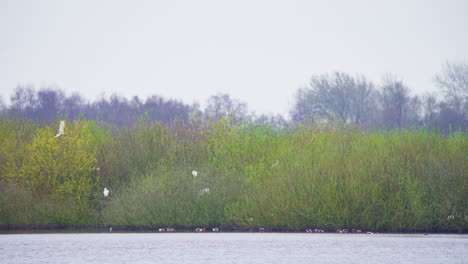 Western-great-egret-flying-above-trees-on-lake-shore-with-other-birds