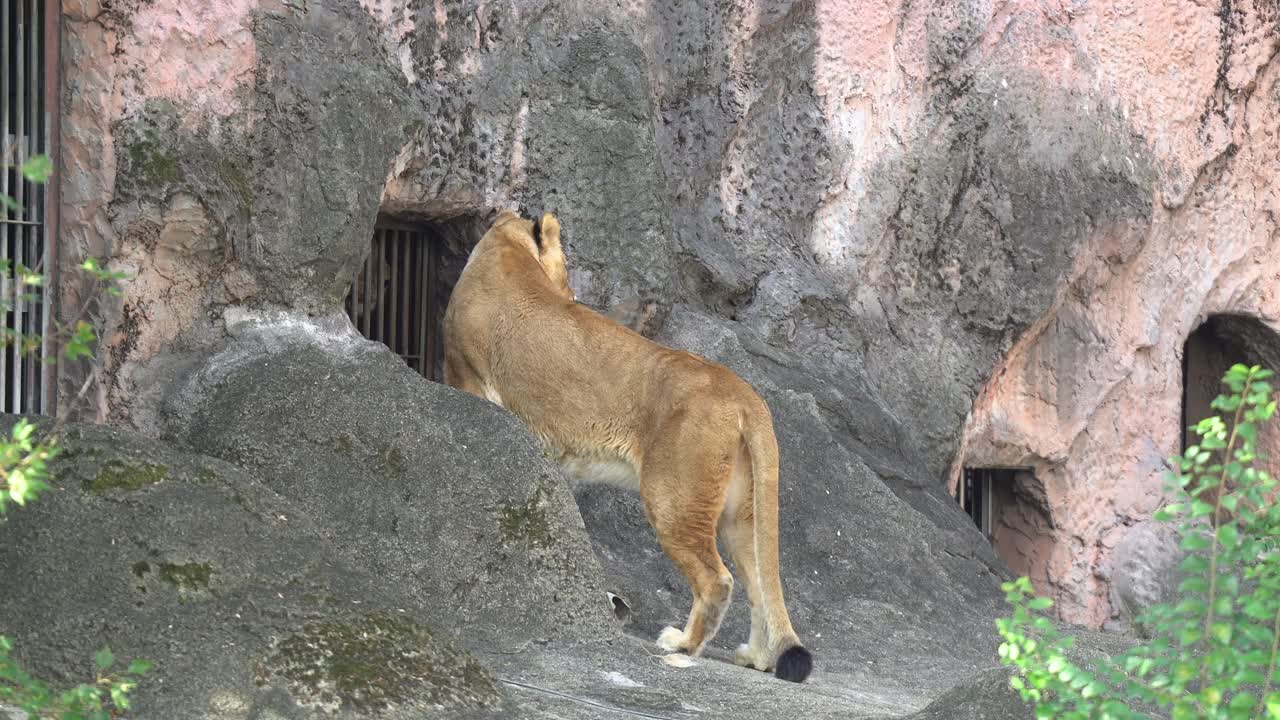 Female Lion at Japan's Well Know Zoo - Higashiyama Zoo in Nagoya