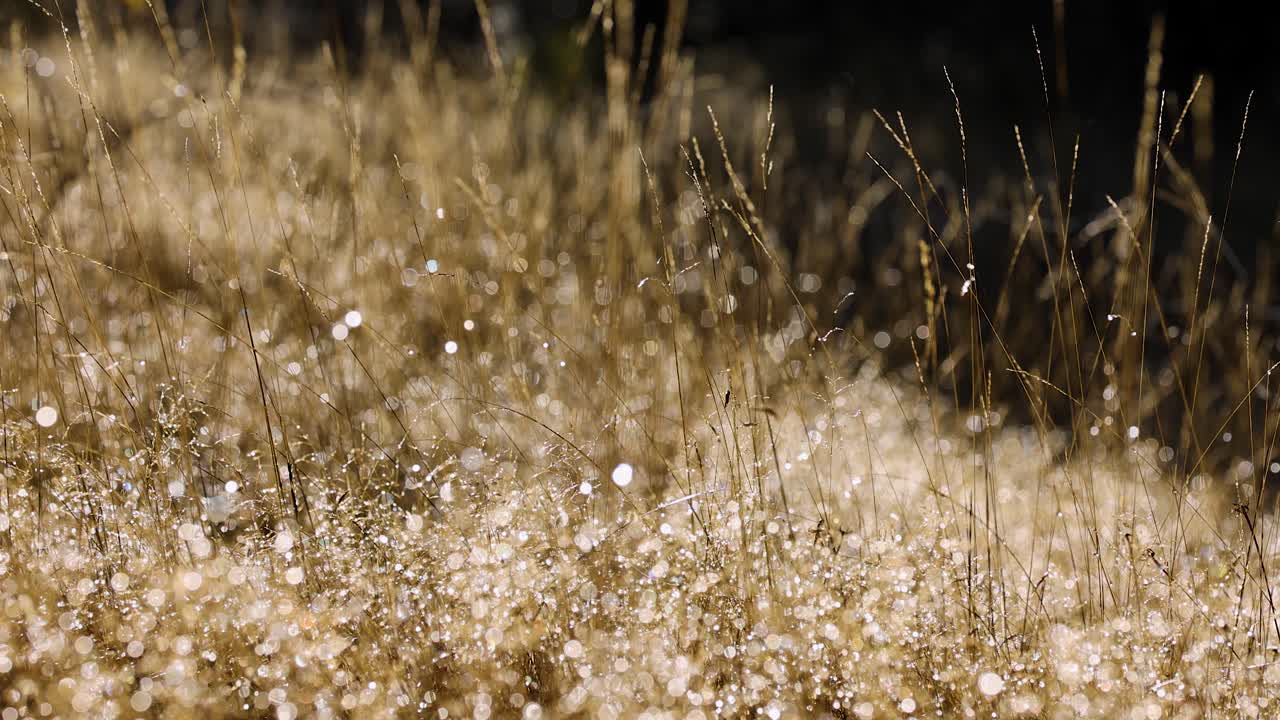 Tall golden grass gently sways in a sunlit field, with sparkling bokeh highlights and shallow depth of field, creating a warm, dreamy atmosphere
