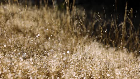 tall golden grass gently sways in a sunlit field, with sparkling bokeh highlights and shallow depth of field, creating a warm, dreamy atmosphere