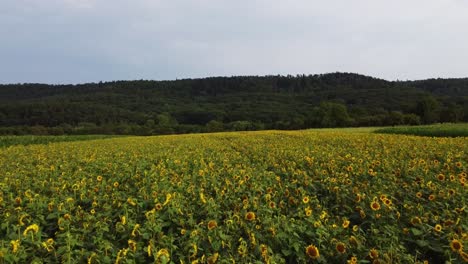 drone-flight-over-sunflower-fields