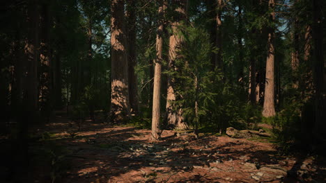 árbol-Secoya-En-El-Parque-Nacional-De-Yosemite