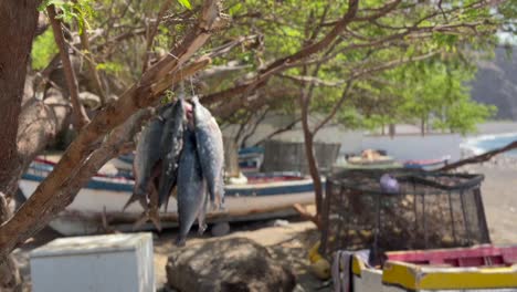 Fokussieren-Sie-Sich-Vom-Strand-Auf-Den-Fischfang,-Der-Am-Baum-Hängt