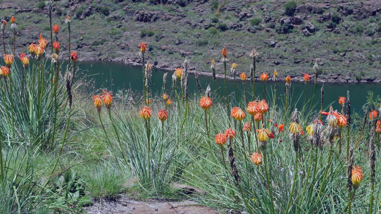 활기찬 오렌지 레드 핫 포커 꽃, 레소토의 kniphofia uvaria