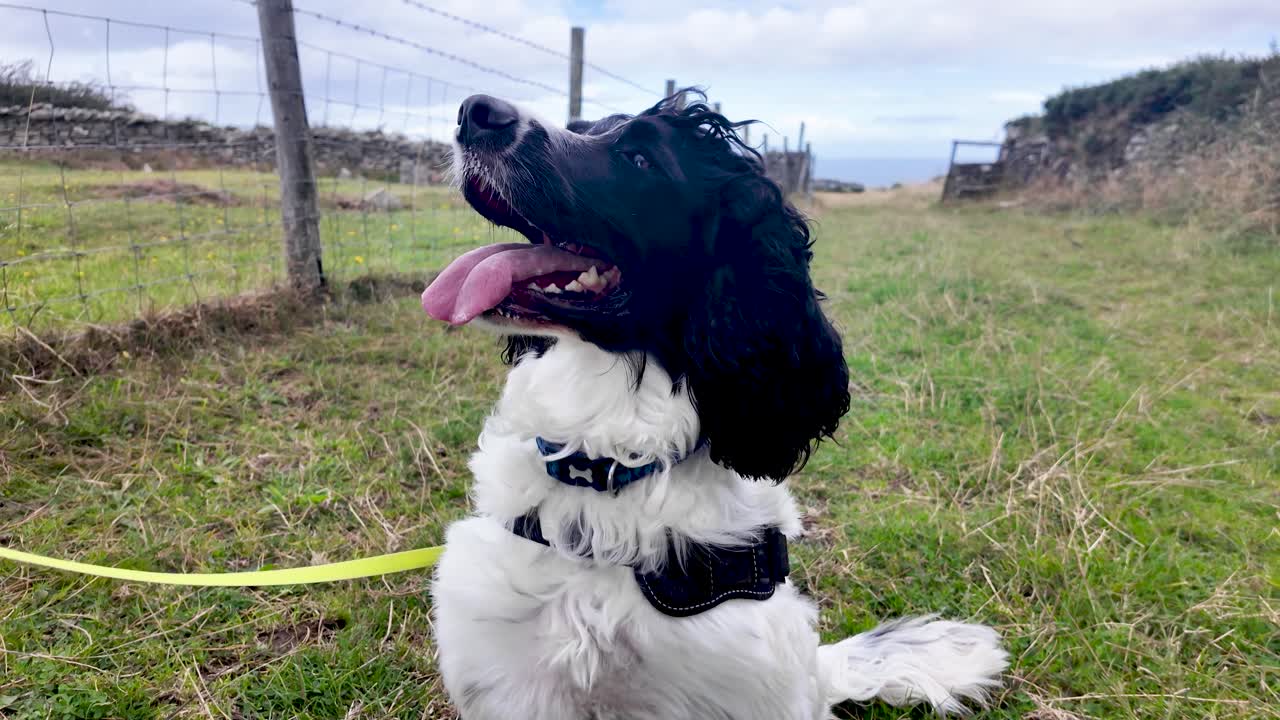 Black and white English Springer Spaniel panting happily on a leash in a grassy field