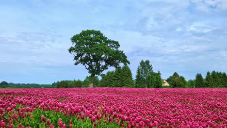 Red-Crimson-Clover-Flowers-On-Field-Swaying-On-Windy-Day