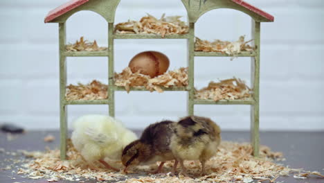 three chicks scrounge for food on small dollhouse set