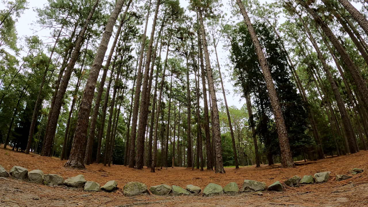 Coniferous forest in ground-level timelapse, featuring deer and other wildlife roaming peacefully through the woods