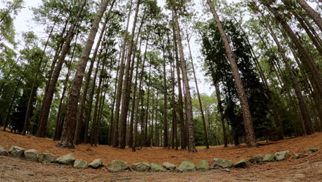 coniferous forest in ground-level timelapse, featuring deer and other wildlife roaming peacefully through the woods