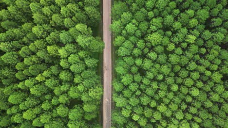 aerial view travelling above a pine forest plantation on the sunshine coast queensland australia