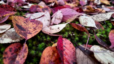 close up view of colorful autumn leaves laying on bright green moss in a forest during fall season