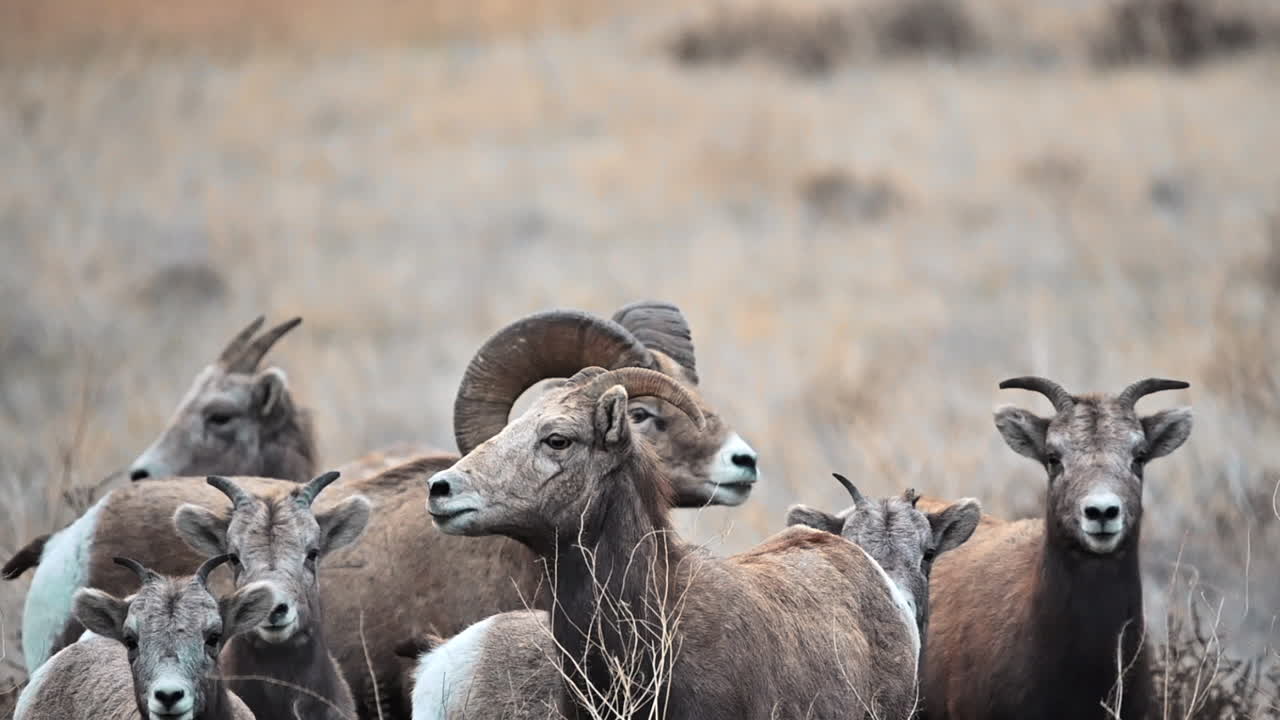 nativos de kamloops: ovejas de cuerno grande en los pastizales