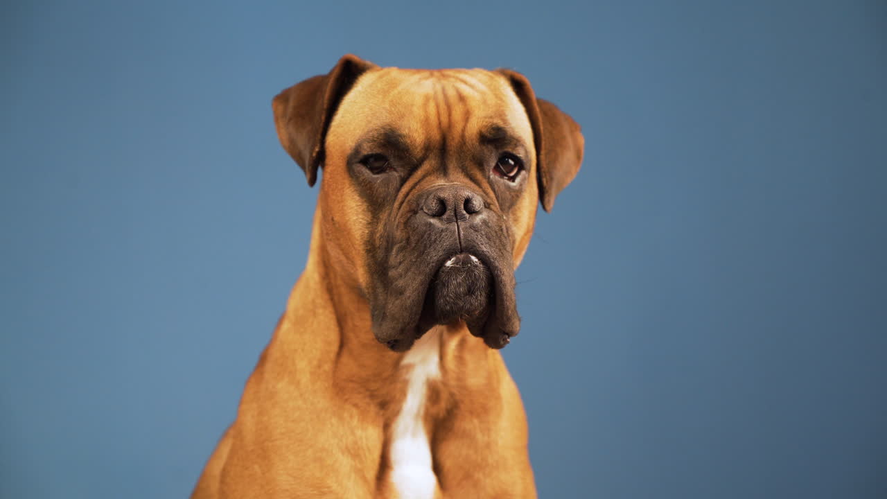 Boxer dog in the photo studio looking to camera on blue background