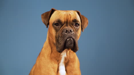 boxer dog in the photo studio looking to camera on blue background